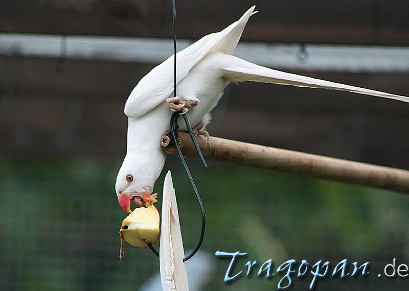 zurck - klick auf das Bild