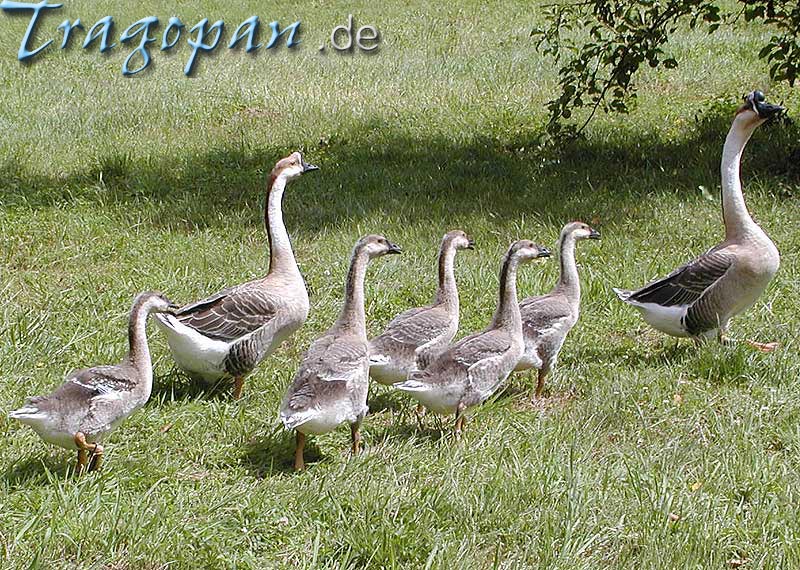 zurck - klick auf das Bild