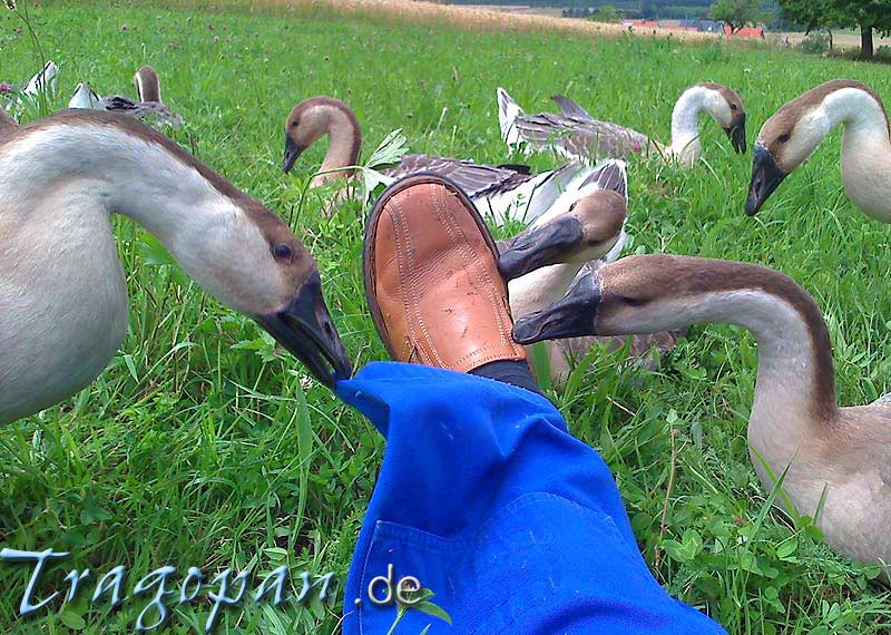 zurck - klick auf das Bild