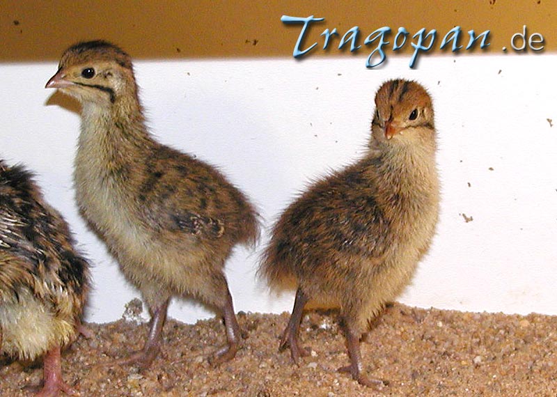 zurck - klick auf das Bild