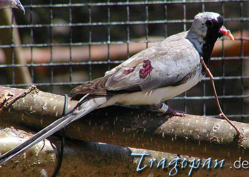 zurck - klick auf das Bild