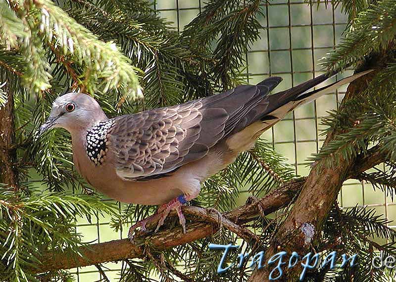 zurck - klick auf das Bild